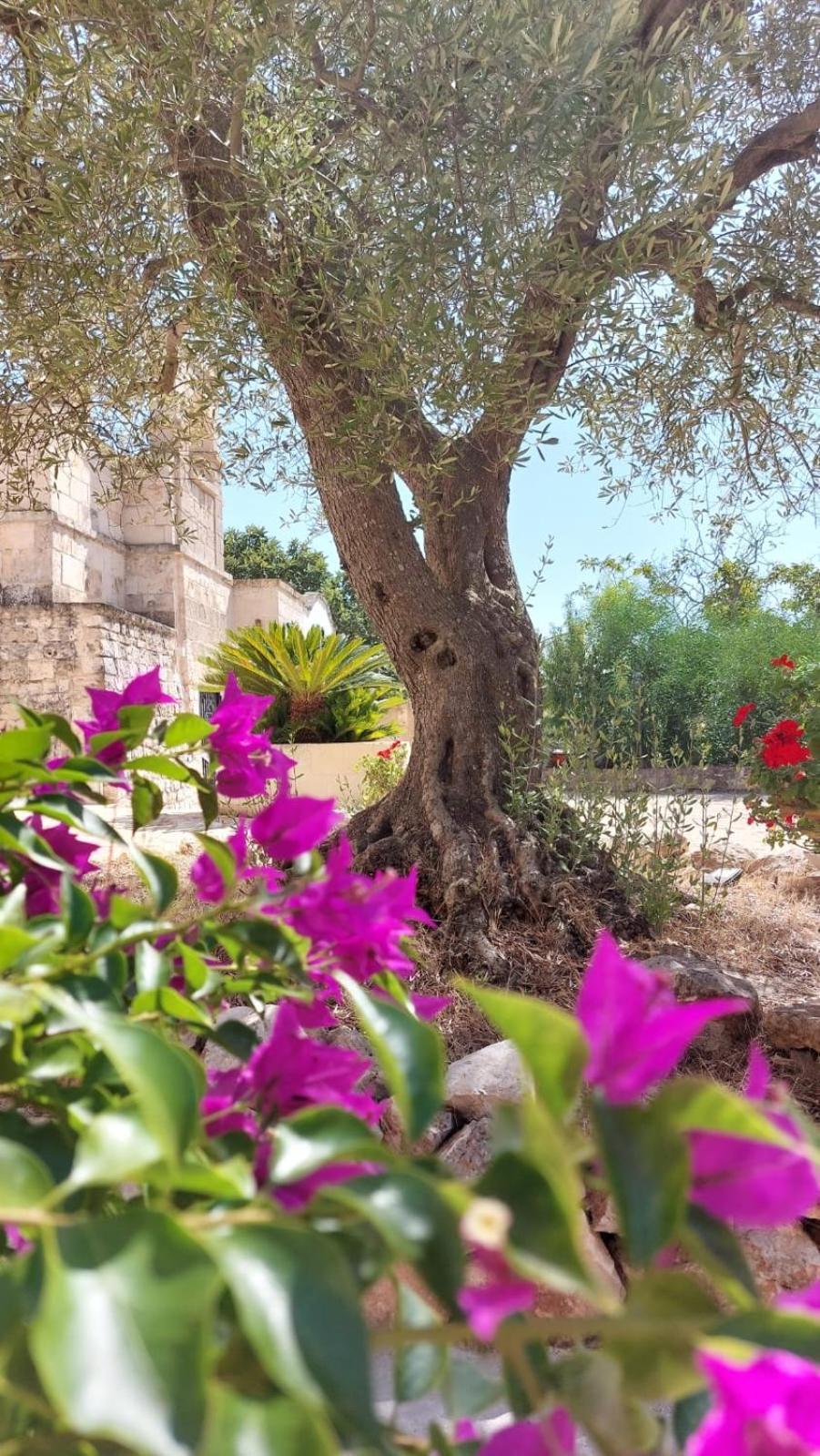 Trulli Aurasia Ostuni Exterior photo